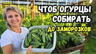 Что делать чтоб огурцы собирать до заморозков. Делюсь секретами по выращиванию огурцов. @galabum