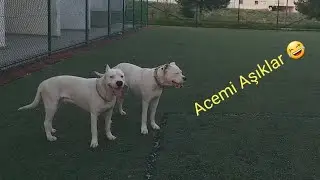 Dogo Arjantinlerin Aşkı +18