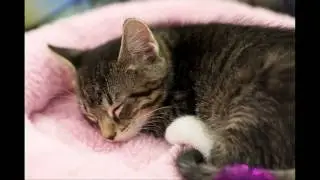 SCTA presents - How to tame cats