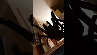 Giant Spider IN YOUR HOUSE! 