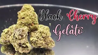 Black Cherry Gelato Strain Review