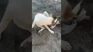 Dog at the beach