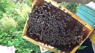 Улей после подкормки пчел сиропом