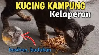 KUCING KAMPUNG KELAPARAN, LAHAP BANGET MAKANYA