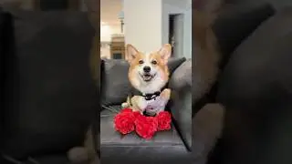 He’s a hopeless romantic