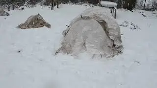 Укрываю розы и рододендроны зимой / Зимой на даче