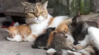 Kittens playing with farm animals: Dogs, rabbits, chickens, ducks, cows - Cat sounds