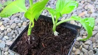 Propagating Hydrangea Cuttings the Easy Way