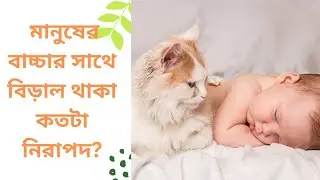 প্রেগন্যান্সিতে বিড়ালদের কিভাবে দেখাশোনা করেছি? বাচ্চার সাথে বিড়াল রাখা কি নিরাপদ? #catwithhumanbaby
