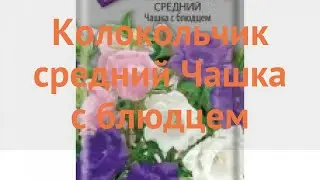 Колокольчик средний Чашка с блюдцем 🌿 обзор: как сажать, семена колокольчика Чашка с блюдцем
