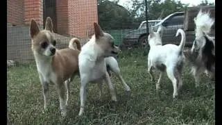 СОБАКИ ПОРОДЫ ЧИХУАХУА / CHIHUAHUA DOGS