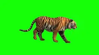 Green Screen Lion Videos Royalty-Free Stock Footage