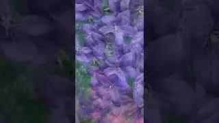 Футаж ( 