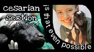 How to Perform Cesarean Section in Goat | Dystocia Vet Case