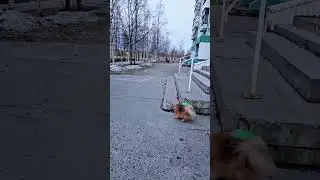 Гроза шариков – Маркиза
