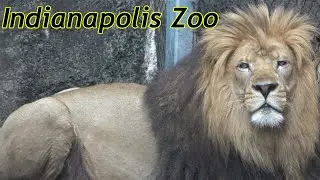 Indianapolis Zoo Tour & Review with The Legend