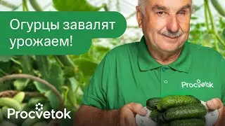 СРОЧНО ДАЙТЕ ЭТО ОГУРЦАМ В ИЮЛЕ , и они будут обильно плодоносить до морозов!