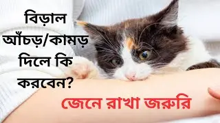 বিড়াল কামড়/আচড় দিলে মারাত্মক ক্ষতি হয়? বিড়াল আচড়/কামড় দিলে কি করবেন? জেনে রাখা জরুরি 😔