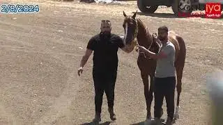 شوط إناث مواليد 2022 تاج الزعيم شوق العاديات ميدان الأحلام البطوف كفر مندا 2/8/2024