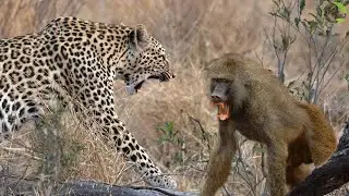 30 Moments Baboon Vs Leopard ! The Baboon Gets Revenge When The Leopard Invades Its Territory...