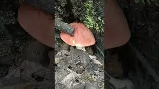 подосиновик
