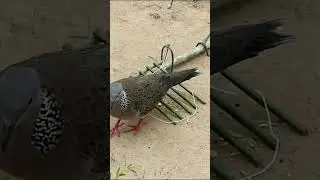 Birds trap