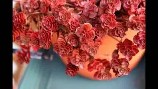 Sedum Spurium Voodoo Tree Photos