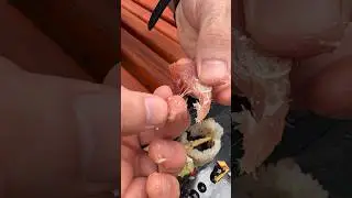 После этого видео ты перестанешь есть суши