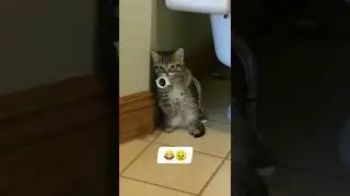 Try Not To Laugh Animals | Funniest Cat Videos In The World | Funny #SHORTS