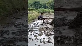 Traktor Sawah #shorts #traktor #traktör #farmer #fyp #fypシ #petanimuda #tani