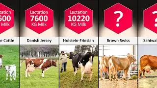 Comparison - Highest Milk Producing Cattle In World | DataPoints