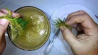 HOW TO remove Eleocharis acicularis mini from TC cup