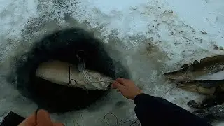 КУЧА СИГА. КУЧА НАЛИМА. РЫБАЛКА ОГОНЬ.