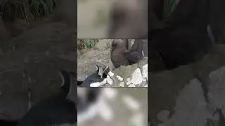Птица Украла у Пингвинов Яйцо