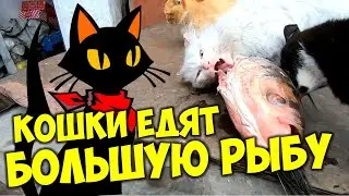Большая рыба для кошек 😺 Как кошки едят рыбьи головы? 👉 Хорошая рыба бесплатно