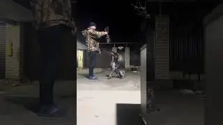 Курцхаар. Прекрасный друг