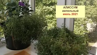 Алиссум на балконе. Отдельная и комбинированная посадка. Июль 2021 год.