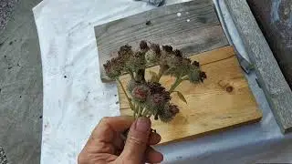 Репейник спасает от мышей и крыс!!! 👍