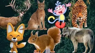 Forest Wild Animals Sound - deer, fox, monkey, snake, squirrel, wolf