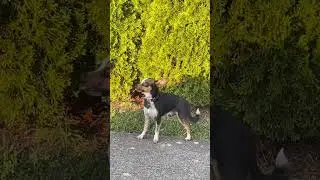 Dog is ashamed after getting caught trying to run away.