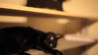 Such A Cute Kitty Cat