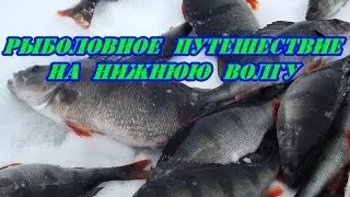 Рыболовное путешествие на нижнюю волгу.Щука,окунь,судак.