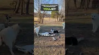 😅Тузик показал, кто тут альфа🐕🤼‍♂️