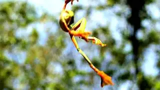 Яванская летающая лягушка | Полет лягушки | Rhacophorus reinwardtii | green flying frog
