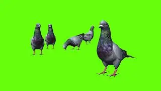 Green Screen Pigeons Bird || Copyright Free