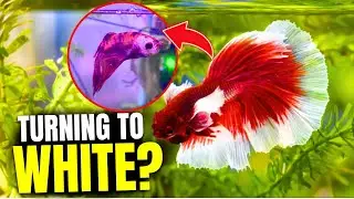 Why Is My Betta Losing Color - Here's 7 Reasons