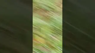 выживание с @catblits