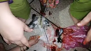 Lady slaughter rabbit