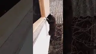 Кошачий криминал)