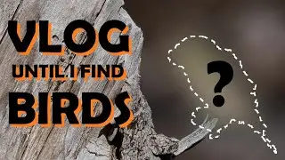 Vlog until I Photograph Birds with the Panasonic Leica 100-400mm Lens